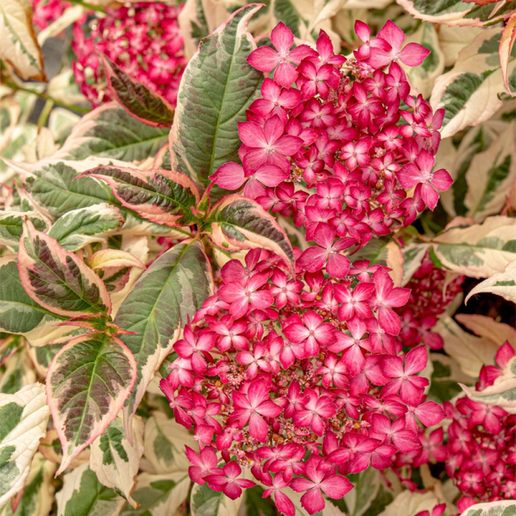 Safiirihortensia Euphoria Pink
