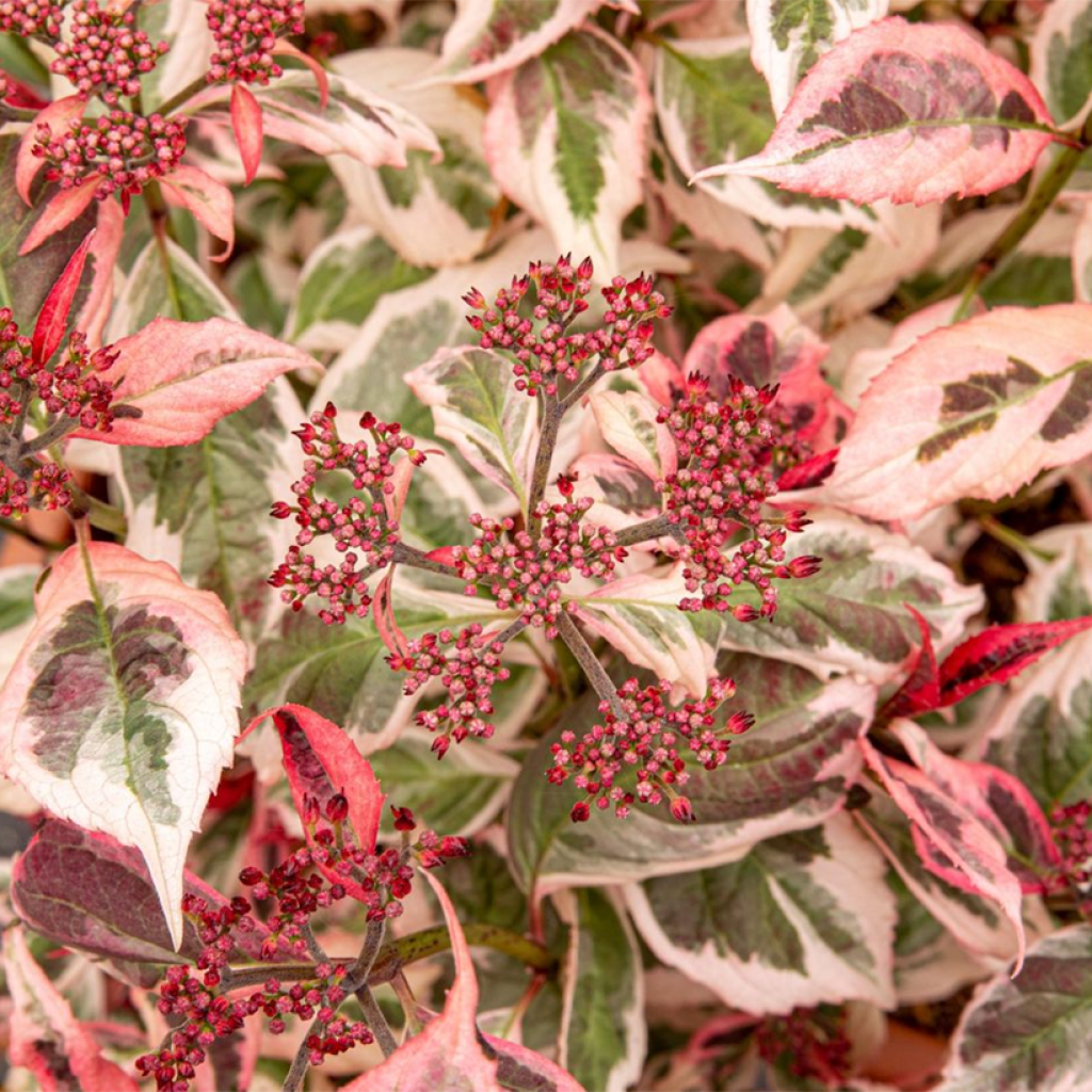 Safiirihortensia Euphoria Pink