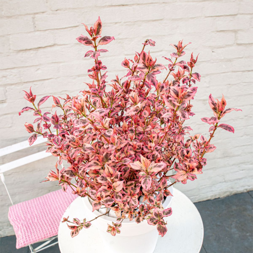 Safiirihortensia Euphoria Pink