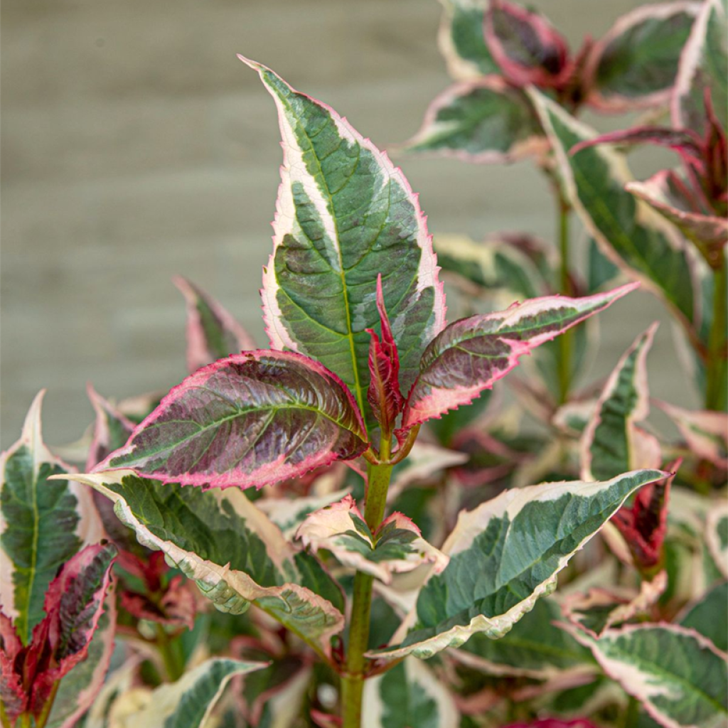 Safiirihortensia Euphoria Pink