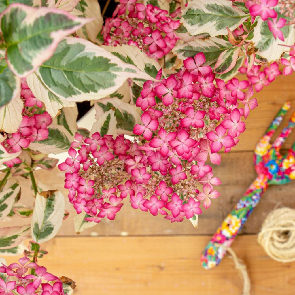 Safiirihortensia Euphoria Pink