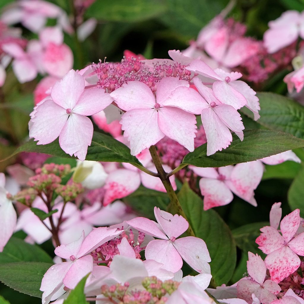 Safiirihortensia Grayswood