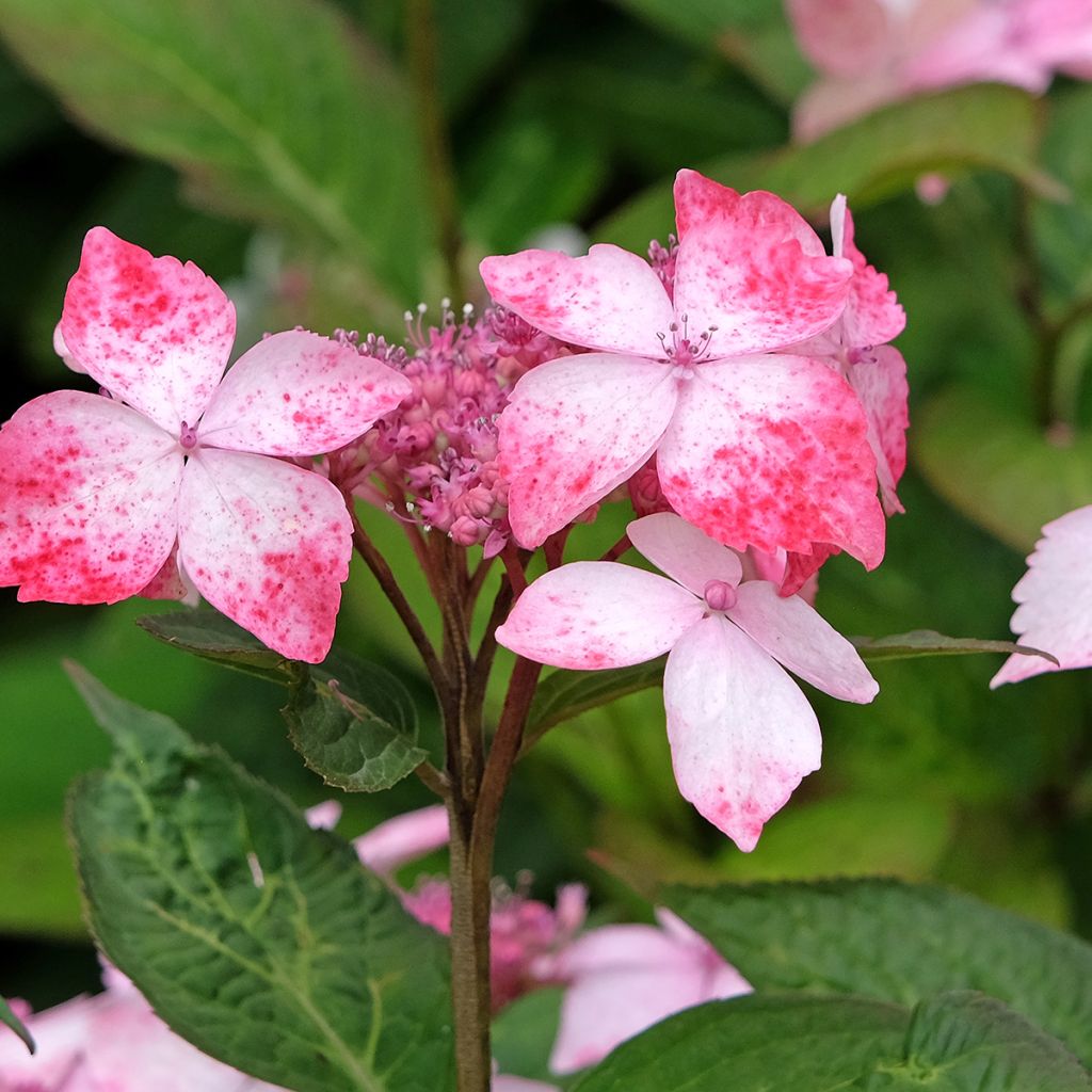 Safiirihortensia Grayswood