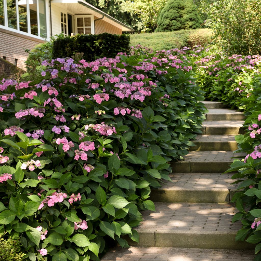 Safiirihortensia Summer Glow