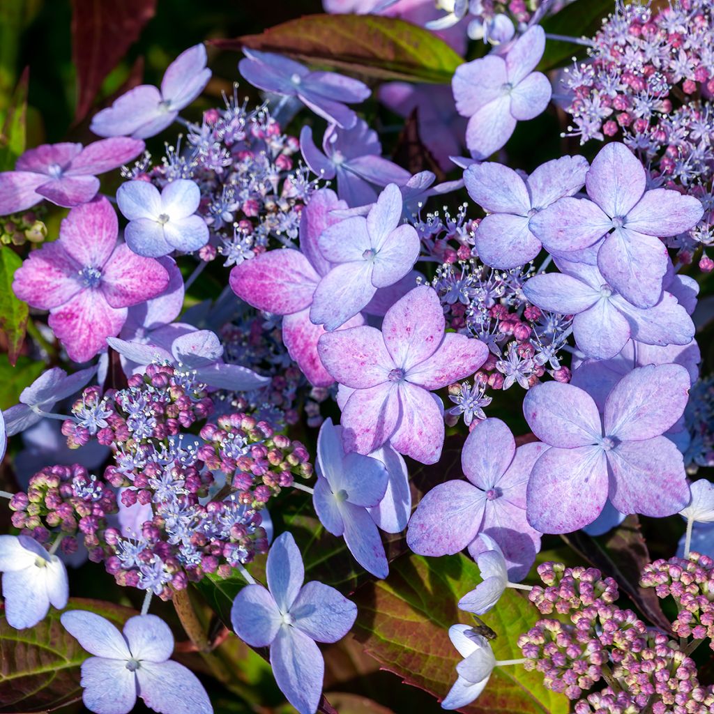 Safiirihortensia Tiara