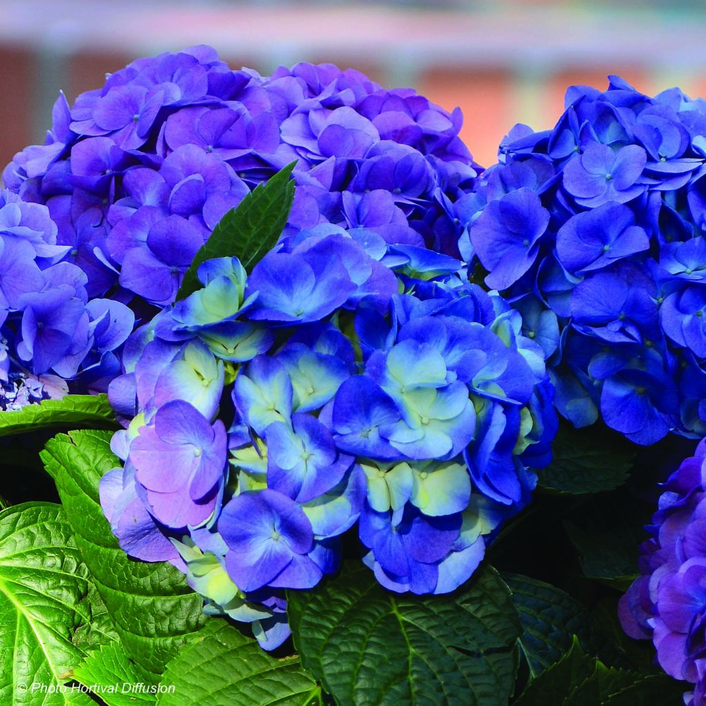 Jalohortensia L.A Dreamin