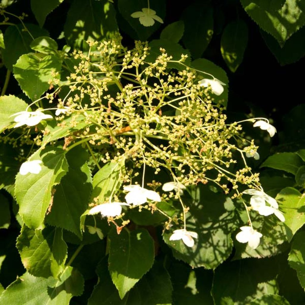 Köynnöshortensia ssp. petiolaris