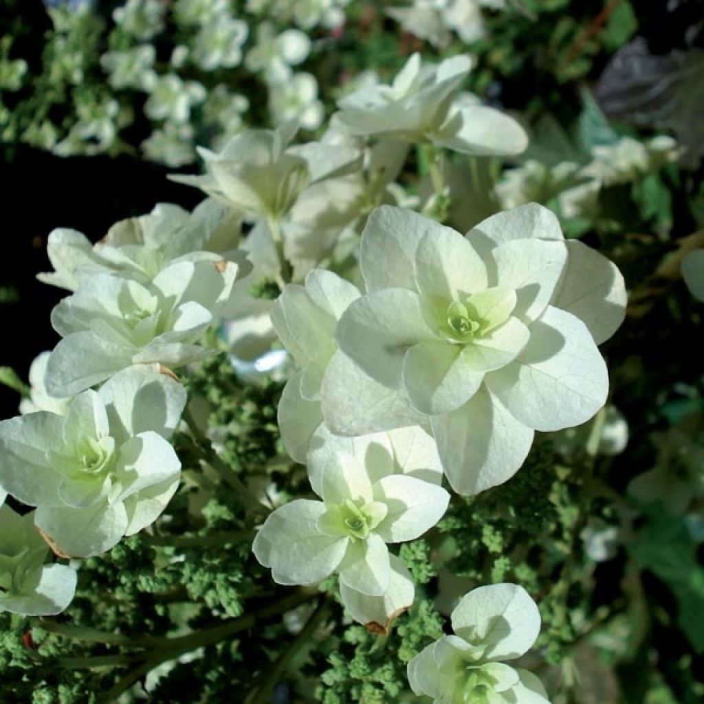 Tammihortensia Snowflake