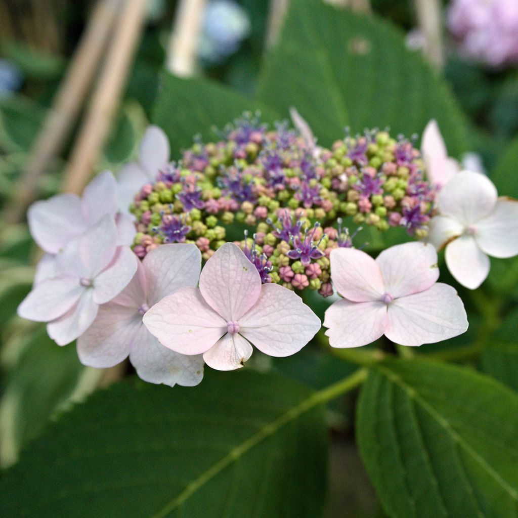 Safiirihortensia Princesse Eugénie