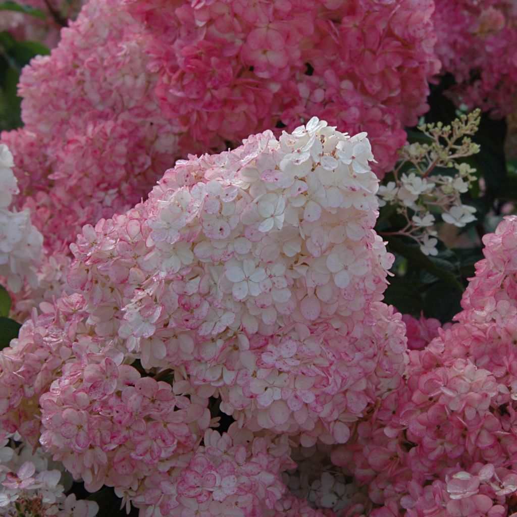 Syyshortensia Vanille Fraise