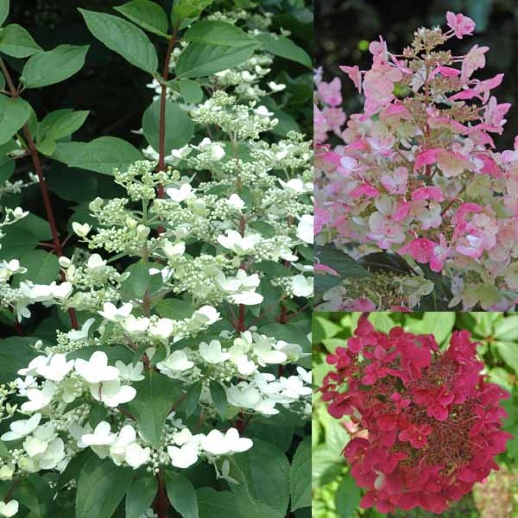 Syyshortensia Wim's red