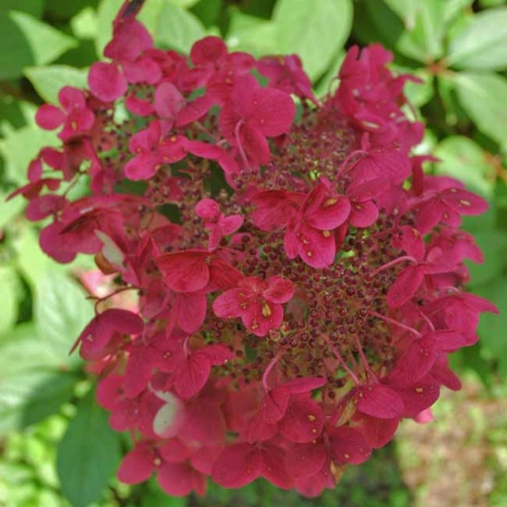 Syyshortensia Wim's red