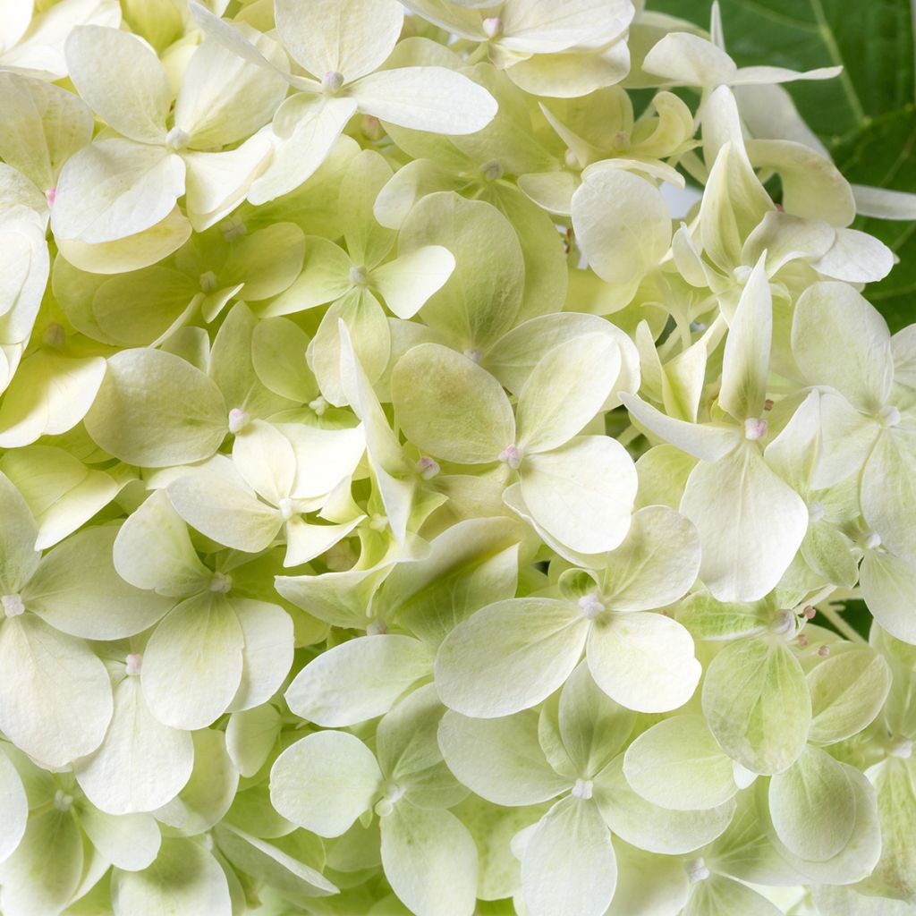 Pallohortensia BellaRagazza Limetta
