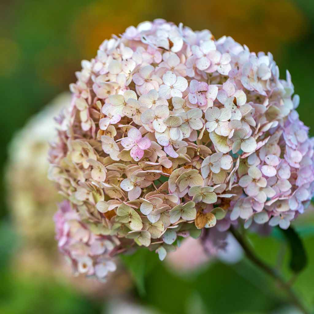 Pallohortensia Candybelle Bubblegum