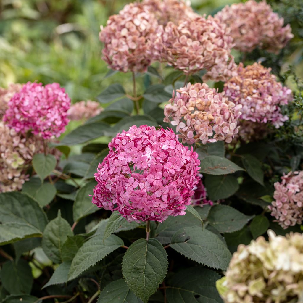 Pallohortensia Candybelle Bubblegum
