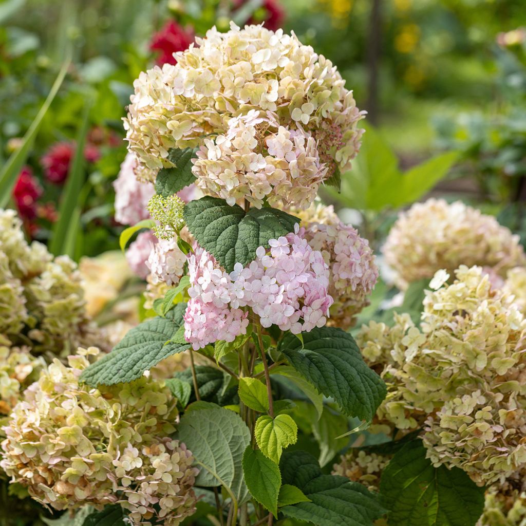 Pallohortensia Candybelle Bubblegum