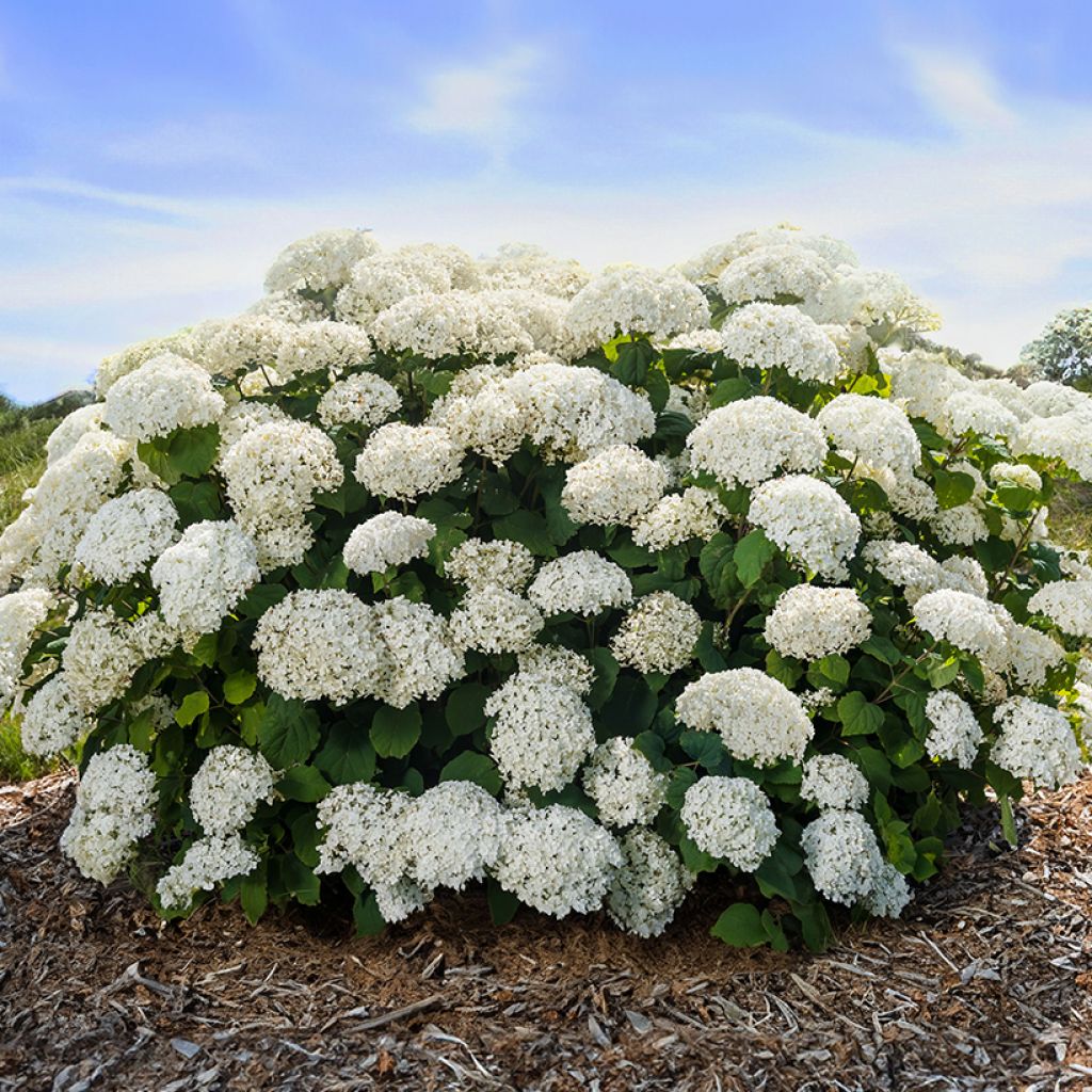Pallohortensia FlowerWOW