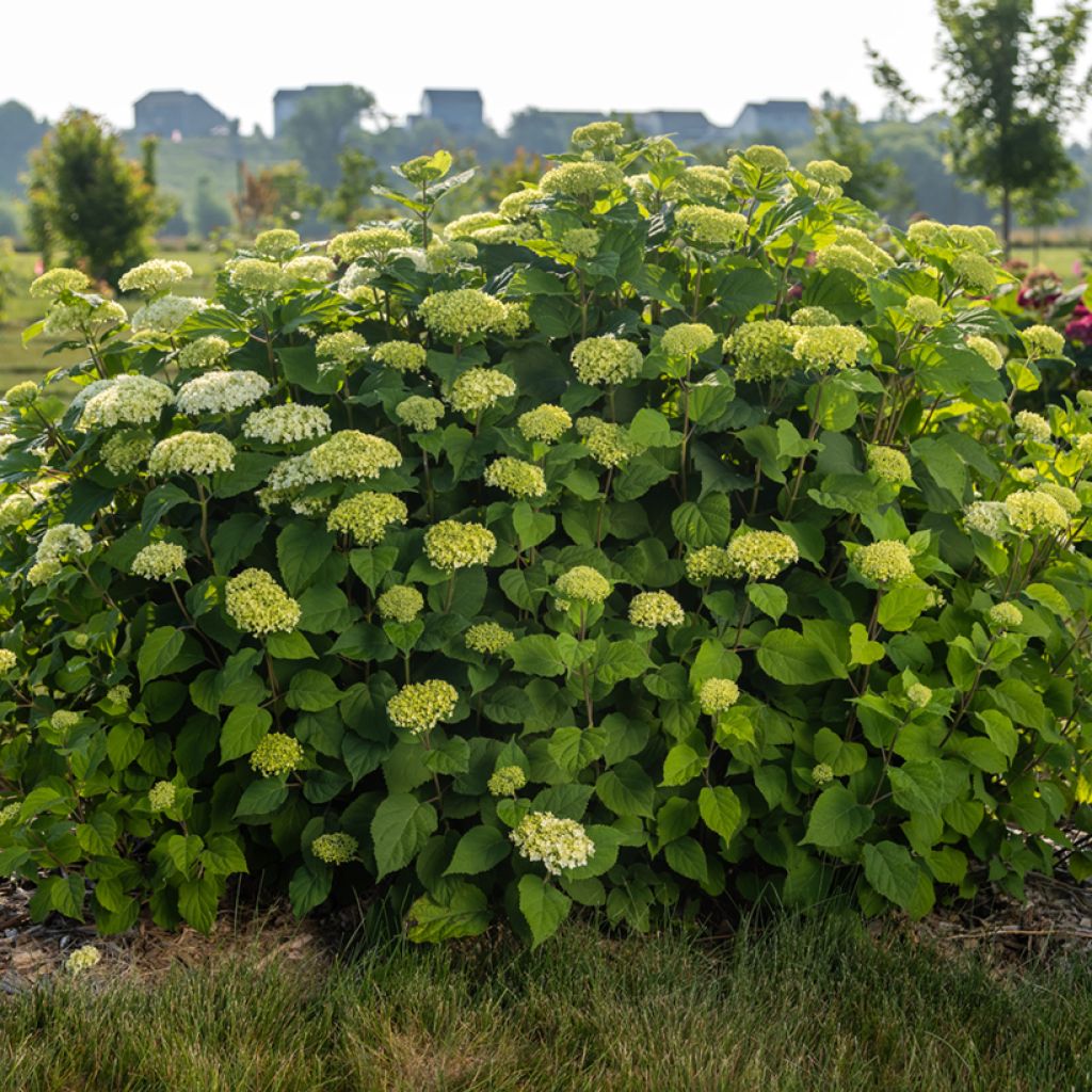 Pallohortensia FlowerWOW