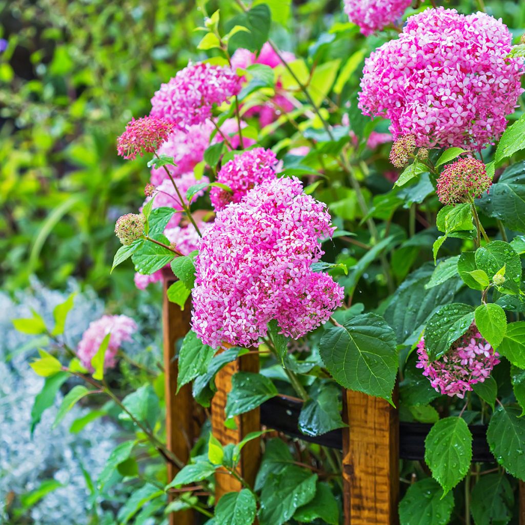 Pallohortensia Pink Annabelle