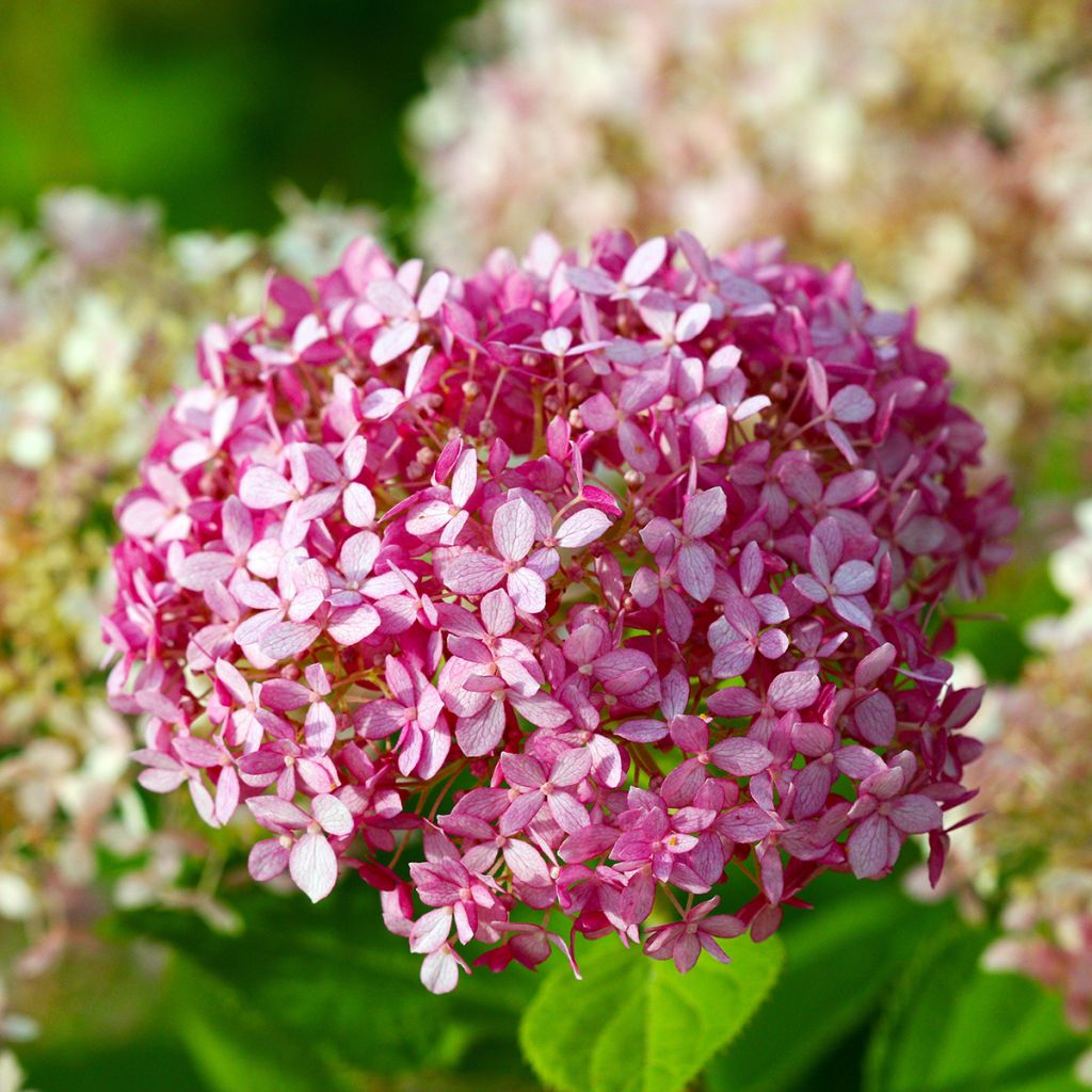 Pallohortensia Pink Annabelle