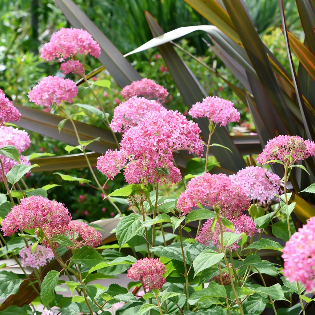 Pallohortensia Pink Annabelle