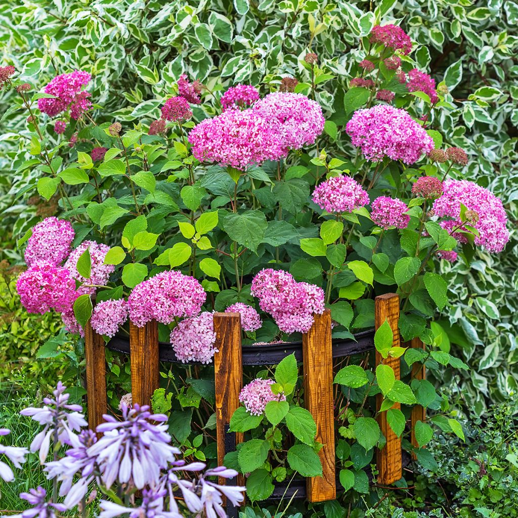 Pallohortensia Pink Annabelle