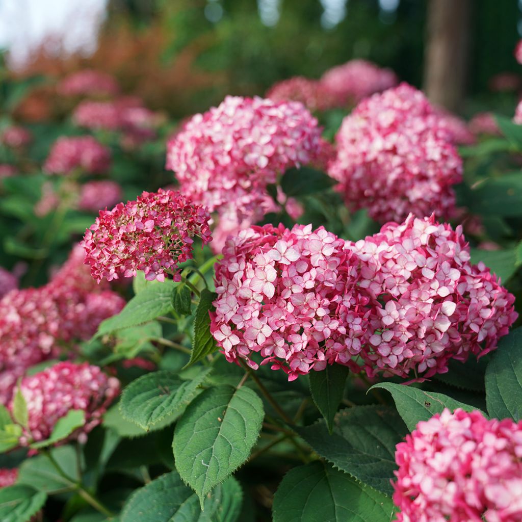 Pallohortensia Ruby Annabelle