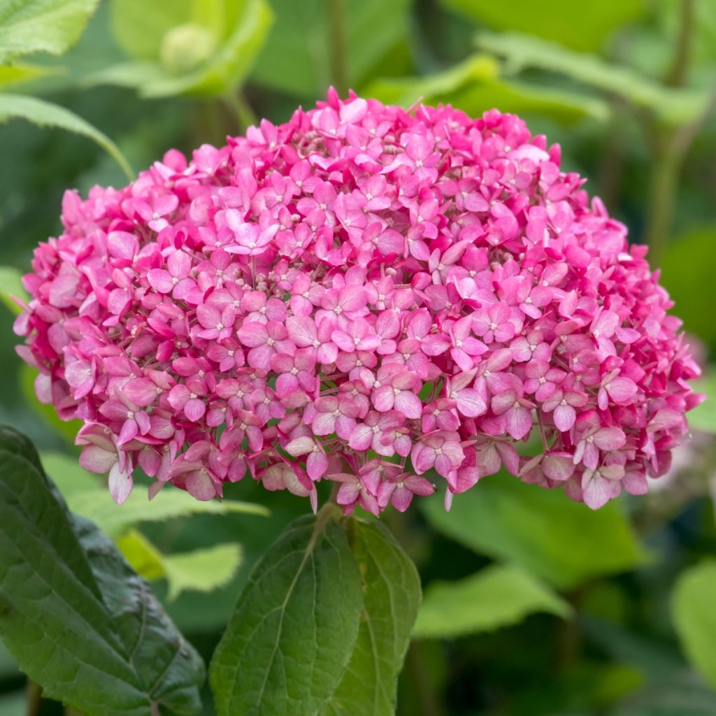 Pallohortensia Ruby Annabelle