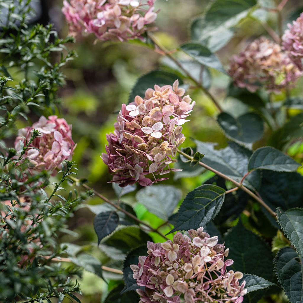 Pallohortensia Sweet Annabelle