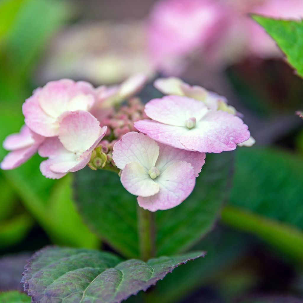Safiirihortensia Daredevil