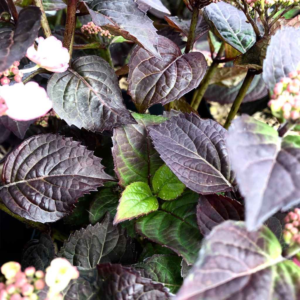 Safiirihortensia Daredevil