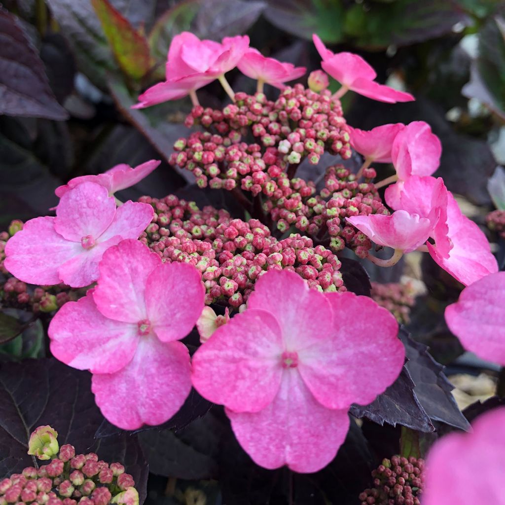 Safiirihortensia Daredevil