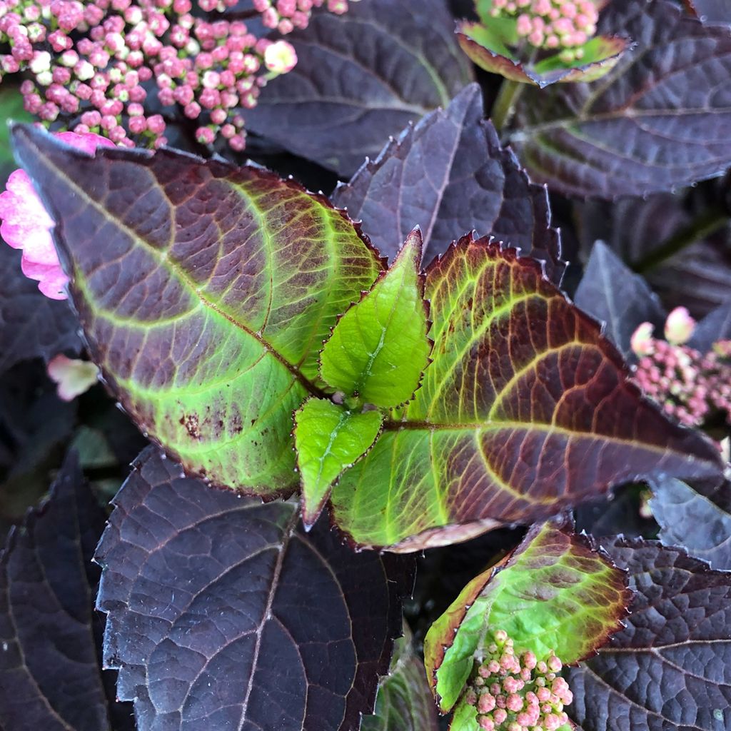 Safiirihortensia Daredevil