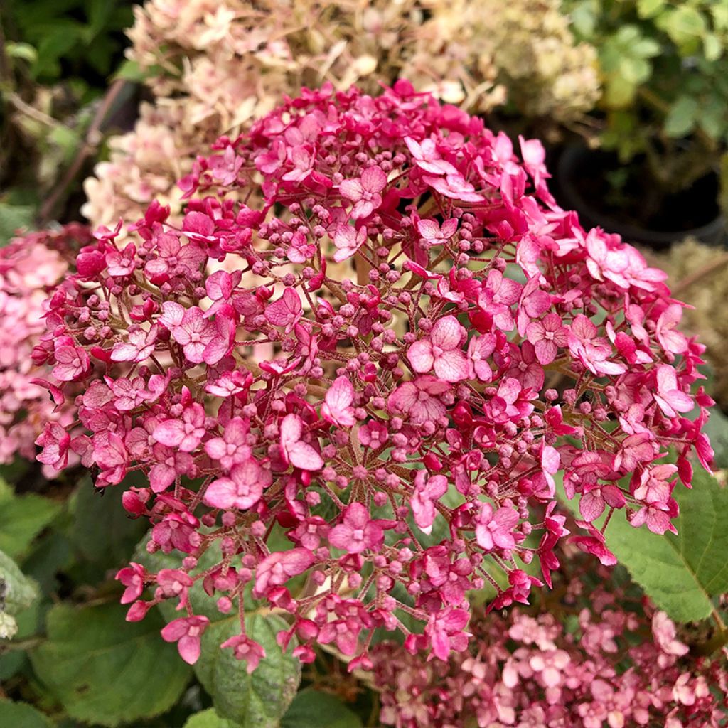 Pallohortensia Sweet Annabelle