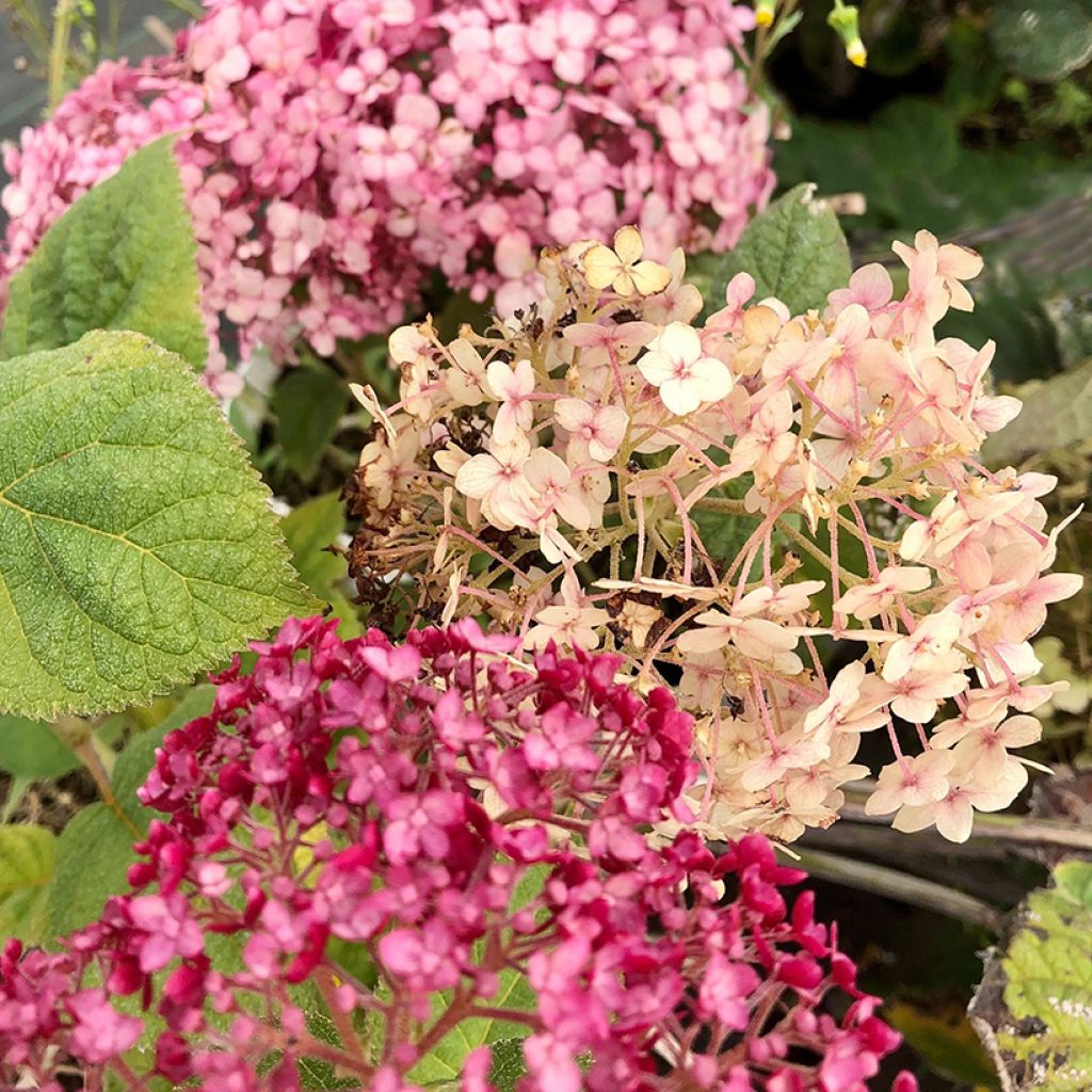 Pallohortensia Sweet Annabelle