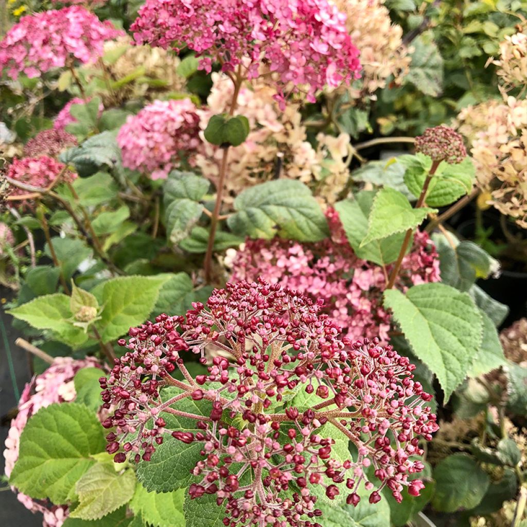 Pallohortensia Sweet Annabelle