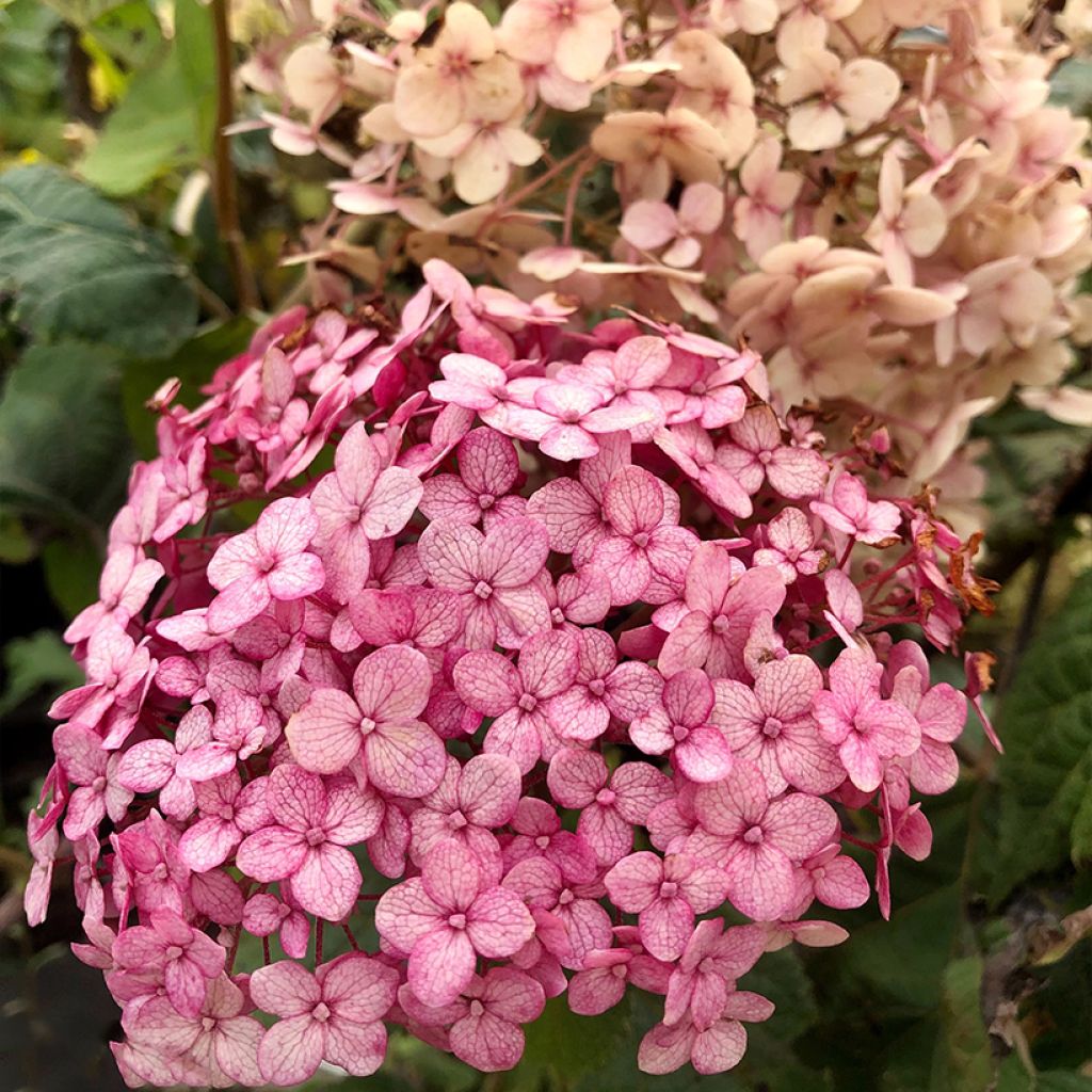 Pallohortensia Sweet Annabelle