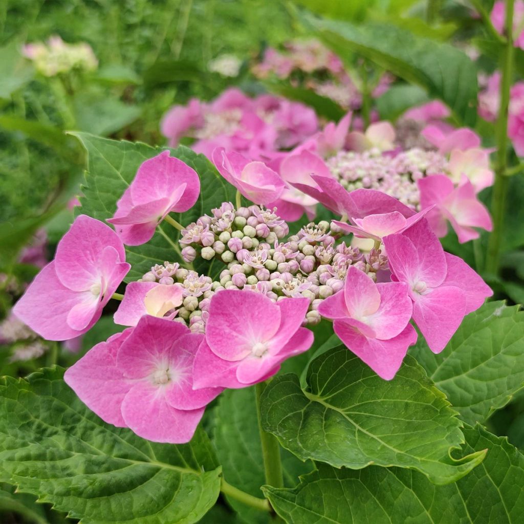 Jalohortensia Blaumeise