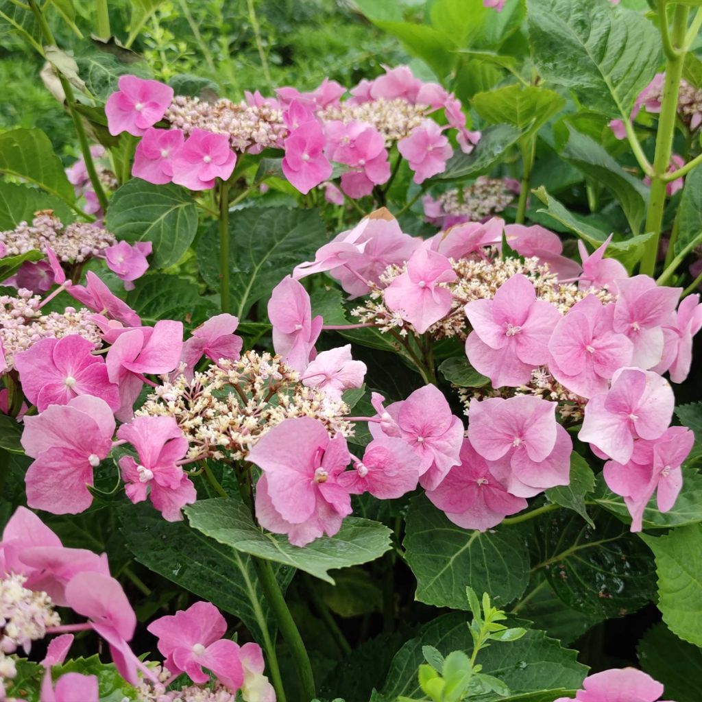 Jalohortensia Blaumeise