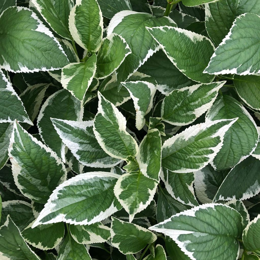 Jalohortensia Light'o'Day
