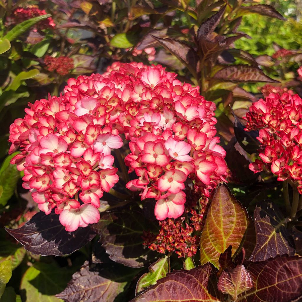 Jalohortensia Mirai