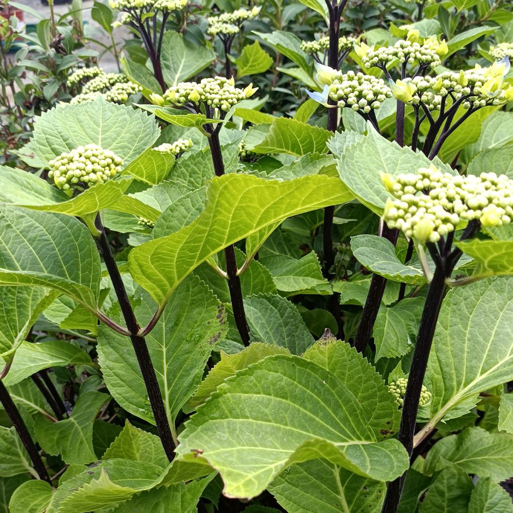 Jalohortensia Zorro