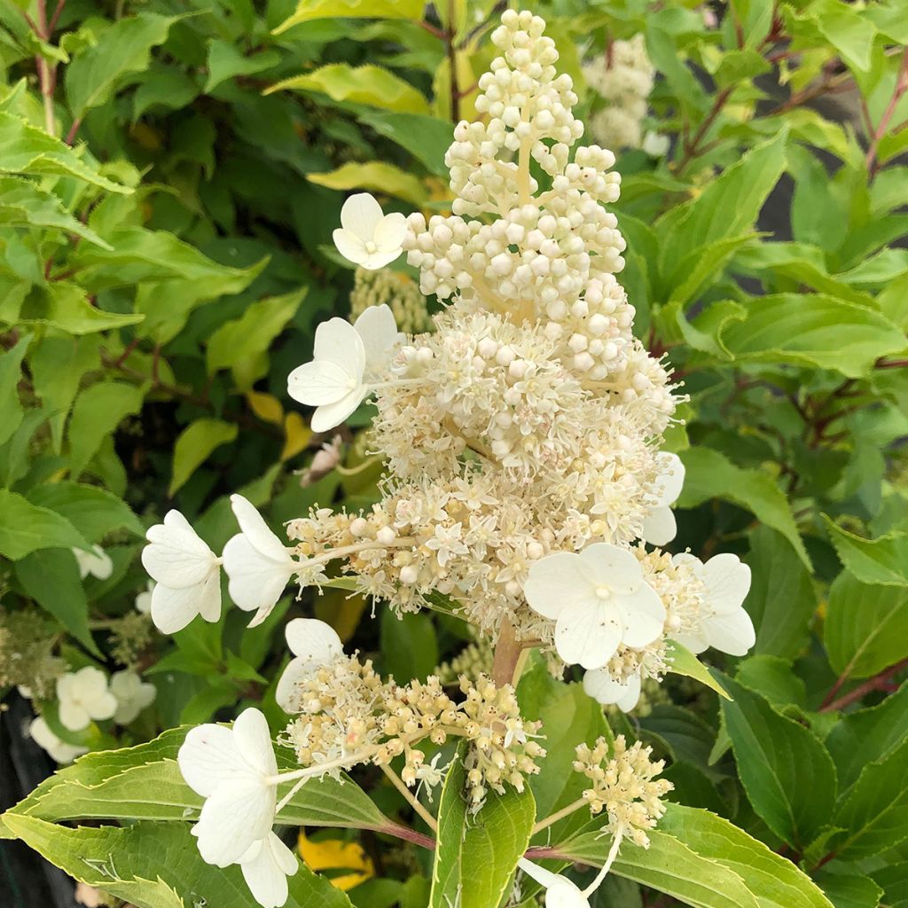 Syyshortensia Kyushu