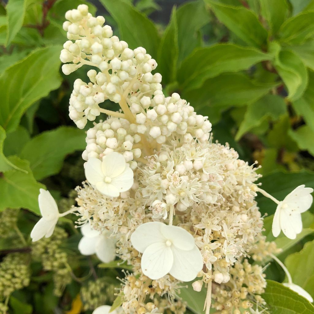 Syyshortensia Kyushu