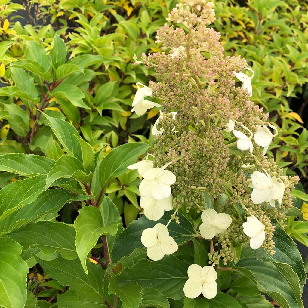 Syyshortensia Kyushu