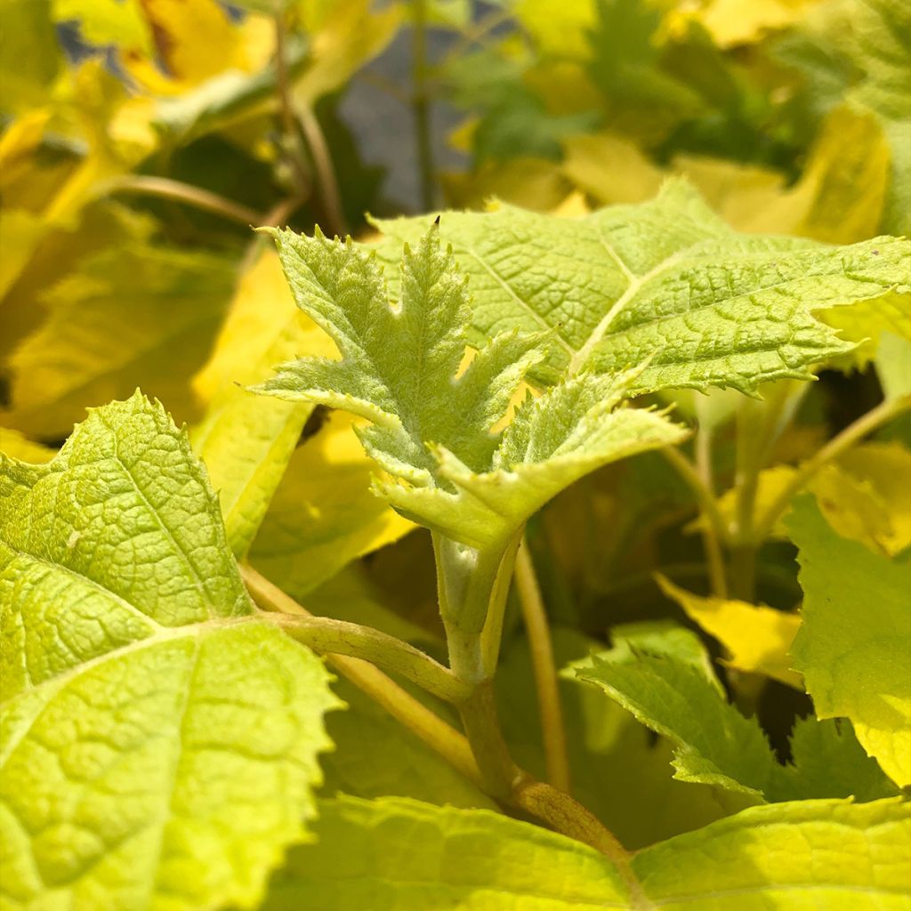 Tammihortensia Little Honey