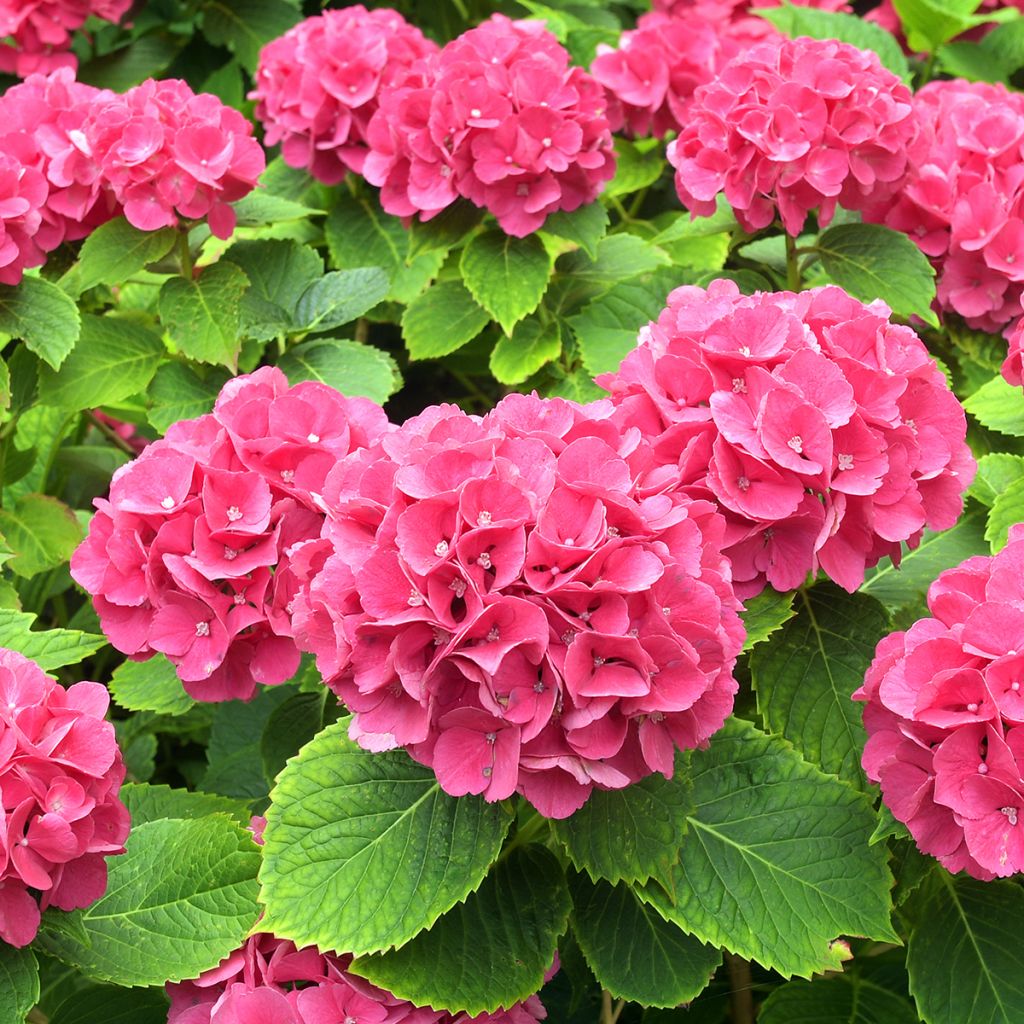 Jalohortensia Alpenglühen