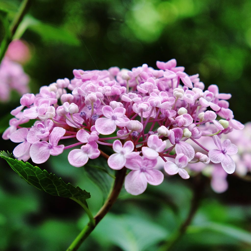 Jalohortensia Ayesha