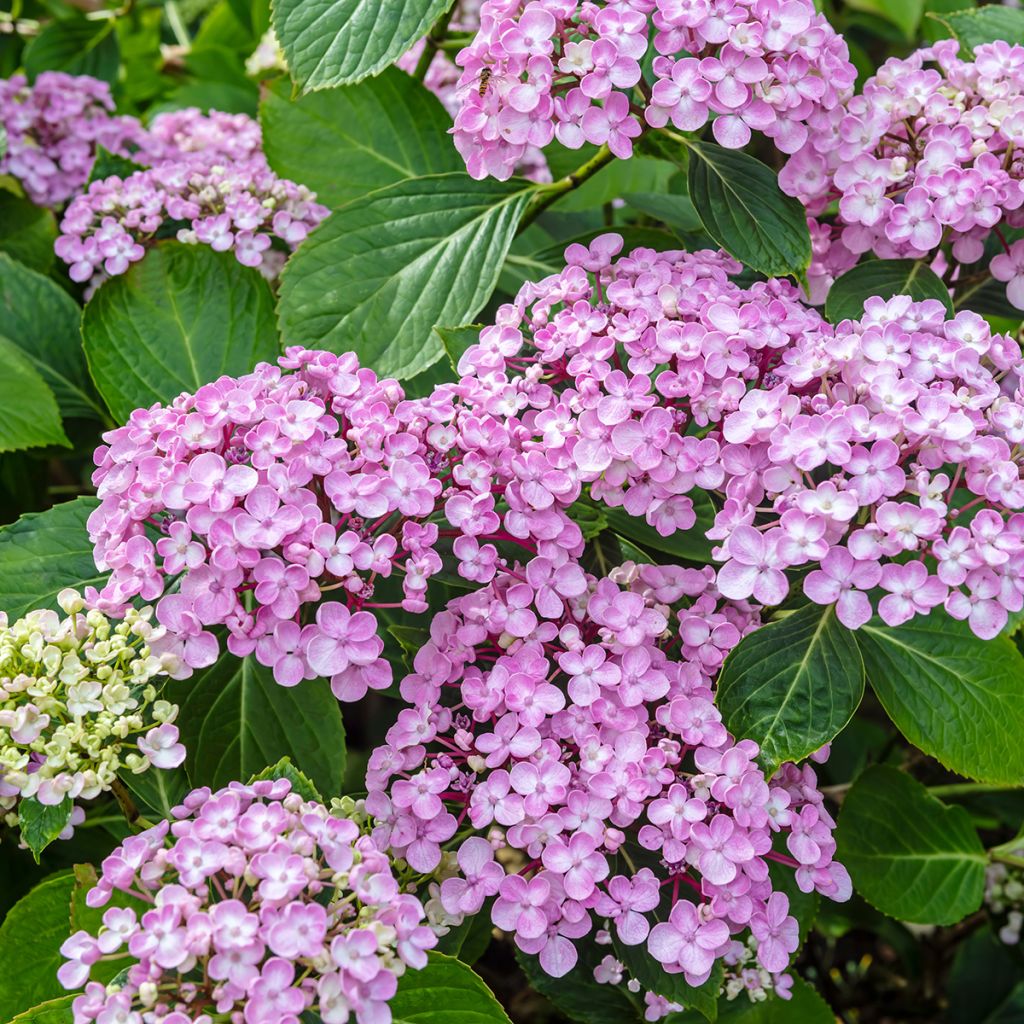 Jalohortensia Ayesha