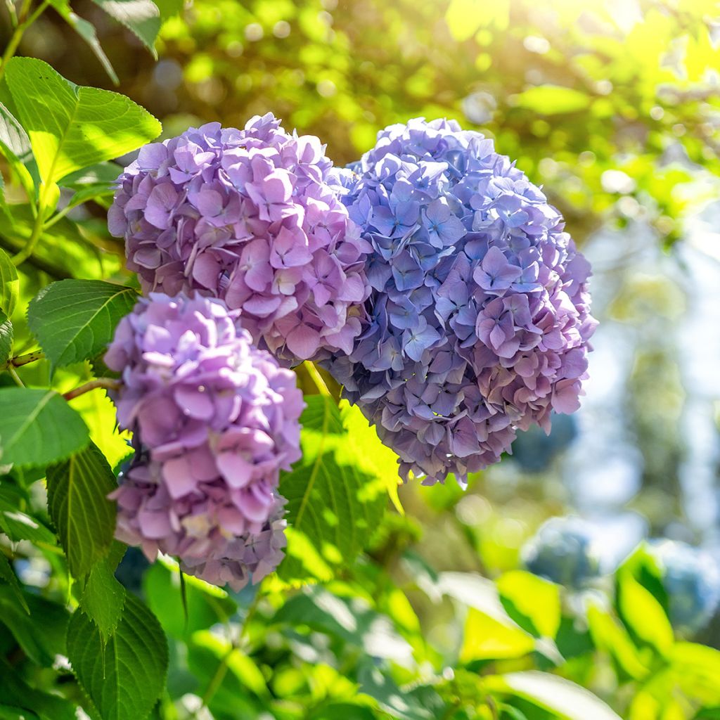 Jalohortensia Magical Harmony